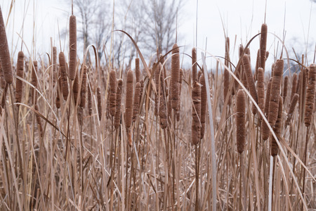 The reeds in the early spring. The awakening of natureの写真素材