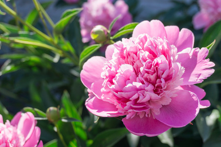 Fragrant peonyの写真素材