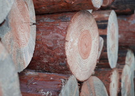 Pine wood