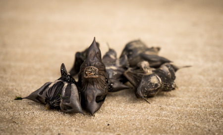 The damn nut. Endangered speciesの写真素材