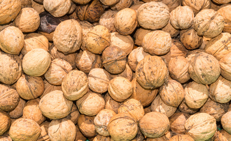 The walnut harvest