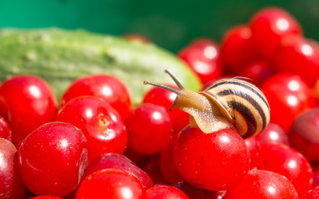 Small inhabitant of the garden