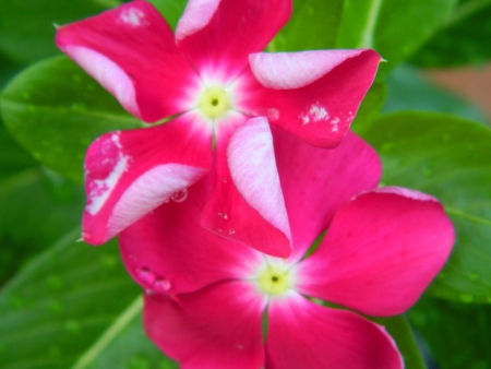 close-upの写真素材