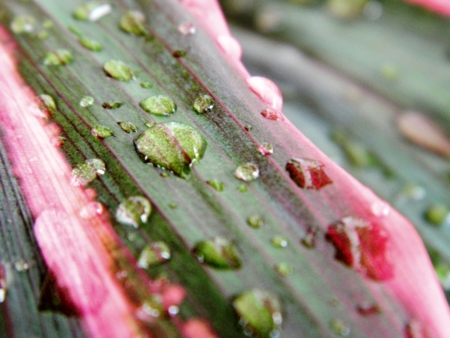 close-upの写真素材