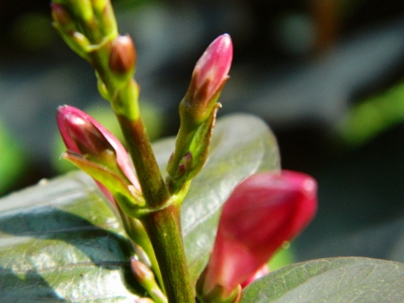 close-upの写真素材