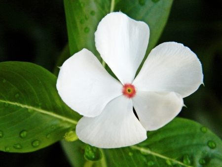 close-upの写真素材