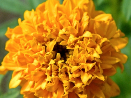 close-upの写真素材