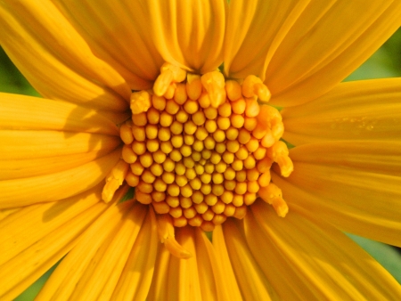 yellow flowerの写真素材