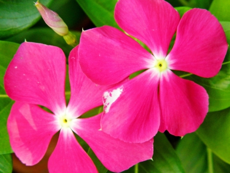 pink flowerの写真素材