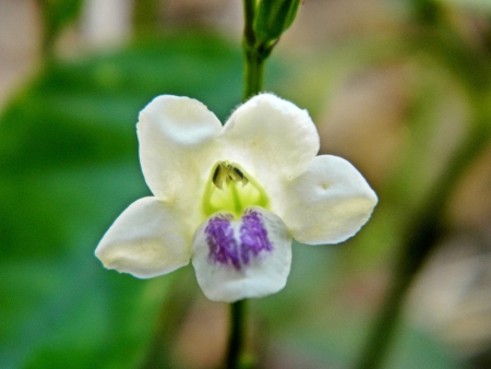 white flowerの写真素材