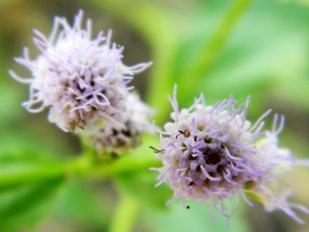 purple flowersの写真素材