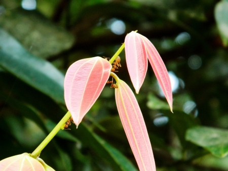 Red antの写真素材