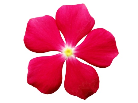 flowersの写真素材