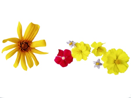 flowersの写真素材