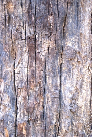 teak of thailandの写真素材