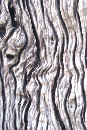 teak of thailandの写真素材