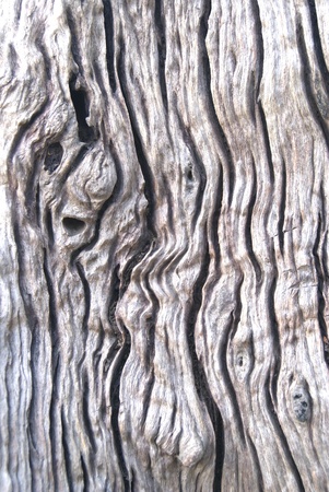 teak of thailandの写真素材