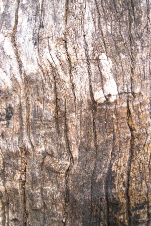 teak of thailandの写真素材