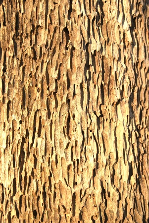 teak of thailandの写真素材