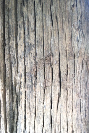 teak of thailandの写真素材