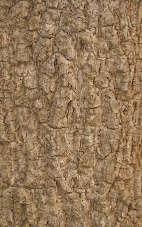 bark ot treeの写真素材