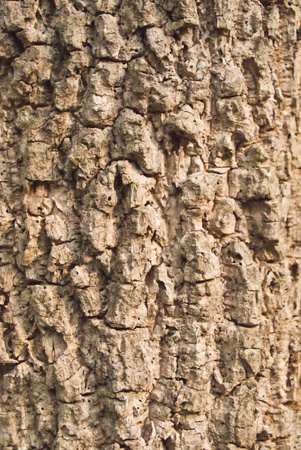 bark of the treeの写真素材