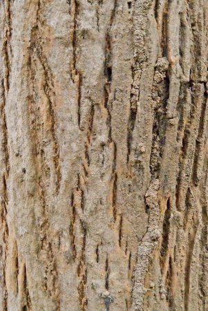 bark of the treeの写真素材