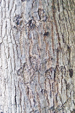 bark of the treeの写真素材