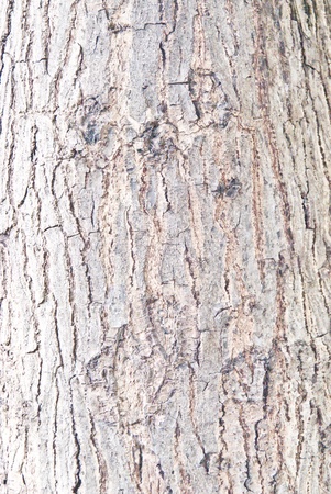 bark of the treeの写真素材