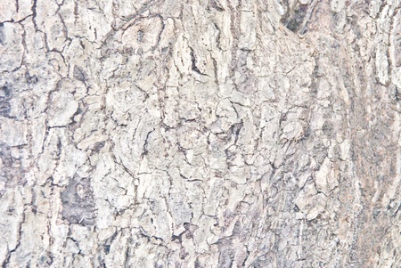 bark of the treeの写真素材
