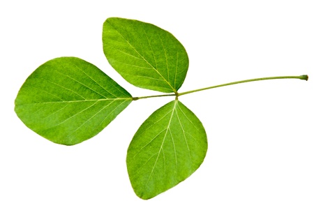 green leafの写真素材