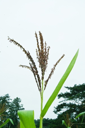 infloresence  of cornの写真素材