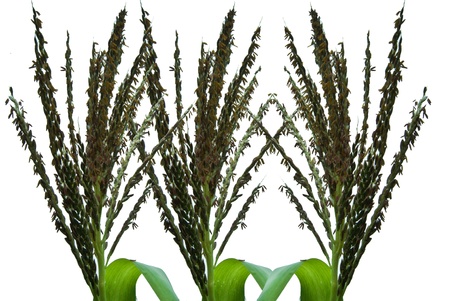 infloresence  of cornの写真素材