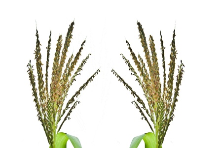 infloresence  of cornの写真素材