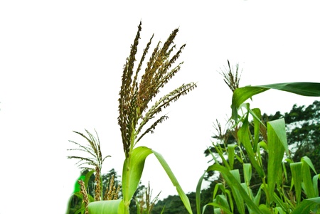 infloresence  of cornの写真素材