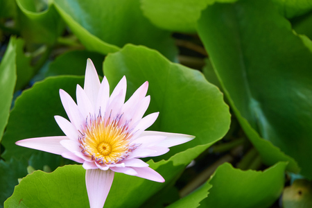 Lotus bloom over water surface surround with its leafの写真素材