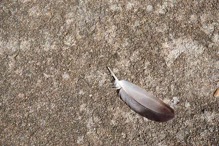 Feather of pigeon drop on ground with sunlightの写真素材