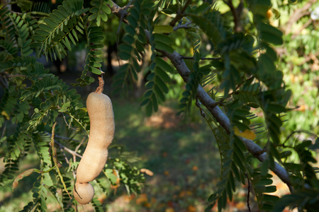 Tamarind fruit hang on tree branchの写真素材