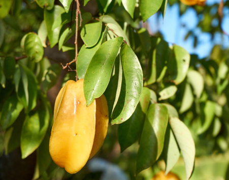 Star apple fruit hang on tree branchの写真素材