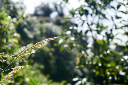 Grass flower under sunlight with bokeh in backgroundの写真素材