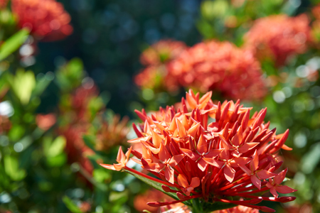 Red Ixora flower bloom under the sunlightの写真素材