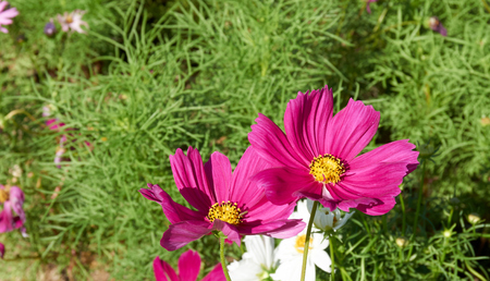 Purple Sulfur Cosmos bloom under the sunlightの写真素材