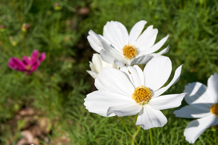 White Sulfur Cosmos bloom under the sunlightの写真素材