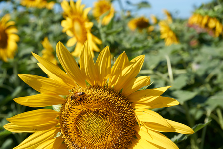 Bee collect pollen on its body from yellow sunflowerの写真素材