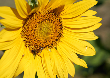 Bee collect pollen on its body from yellow sunflowerの写真素材