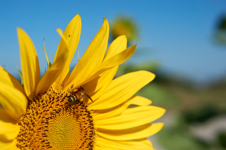 Bee collect pollen on its body from yellow sunflowerの写真素材