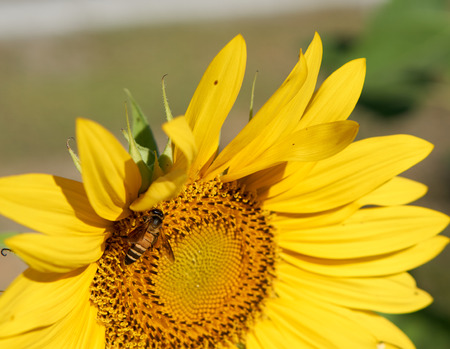 Bee collect pollen on its body from yellow sunflowerの写真素材