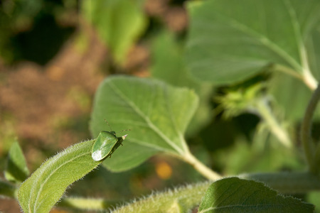 Green shield bug catch on green sunflower leafの写真素材