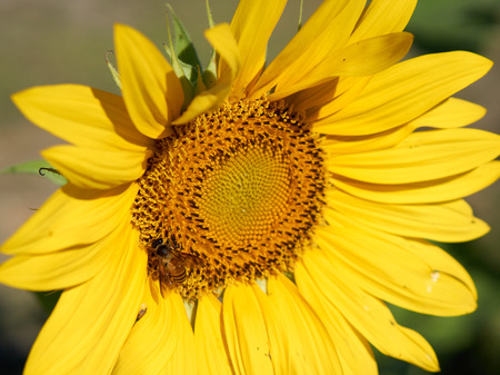 Bee collect pollen on its body from yellow sunflowerの写真素材