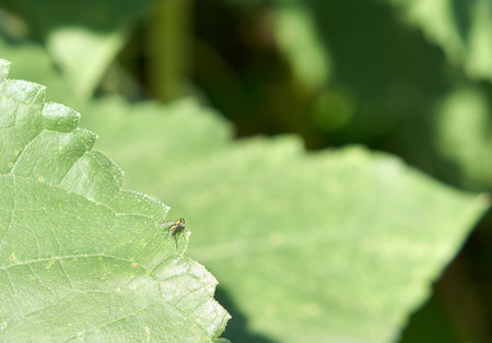 Fly catch on green sunflower leaf in gardenの写真素材